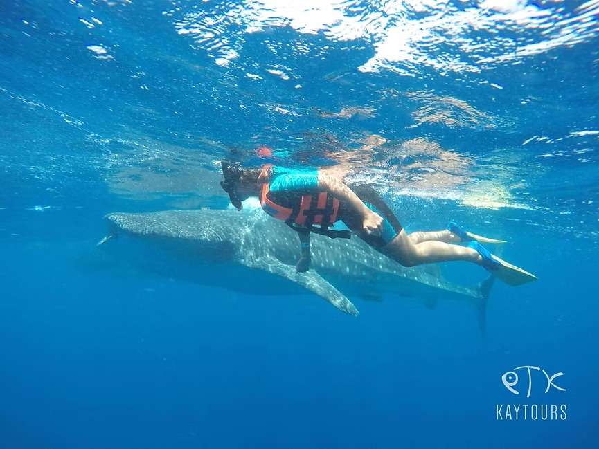 The Best Reefs Around Playa del Carmen