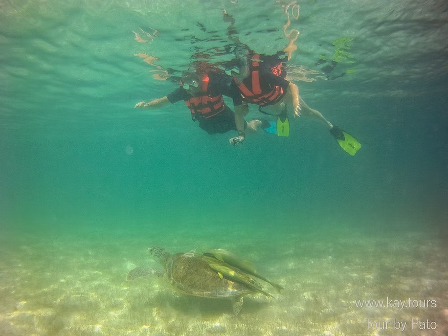 922 Sea Turtle Nests in Akumal